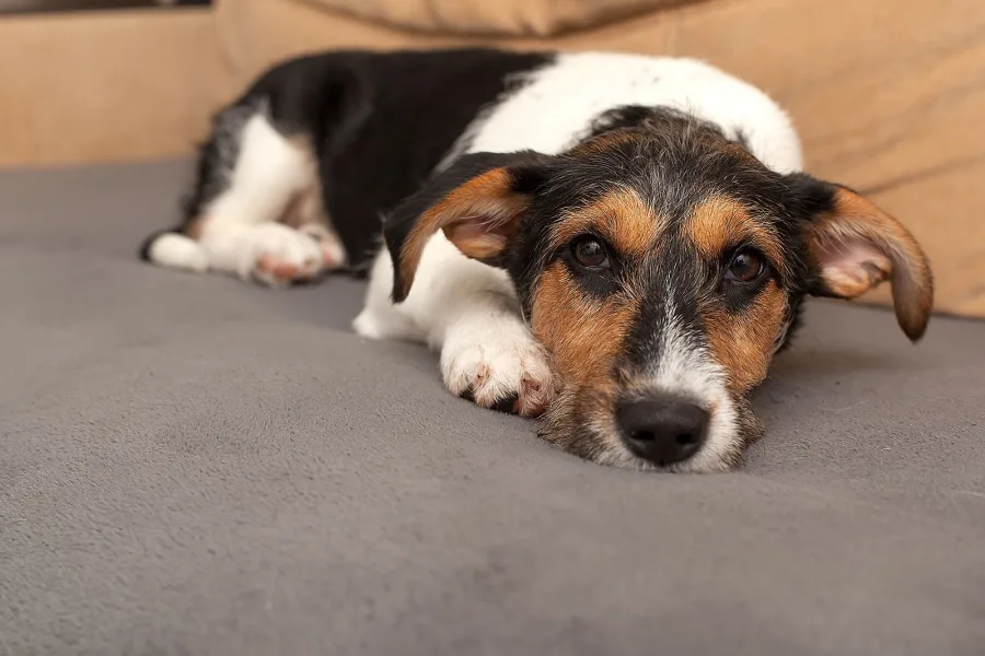 Pets and Home Value: Understanding the Impact of Your Furry Friends