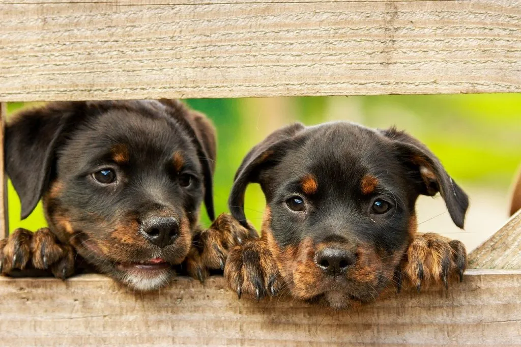 Coldwell Banker Homes For Dogs Project – Helps Finding Adoptable Pets Forever Homes