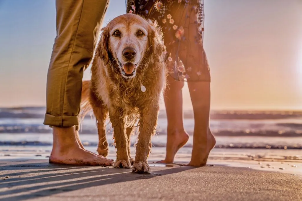 Pawsitively Perfect: The Best Dog Parks in San Diego County