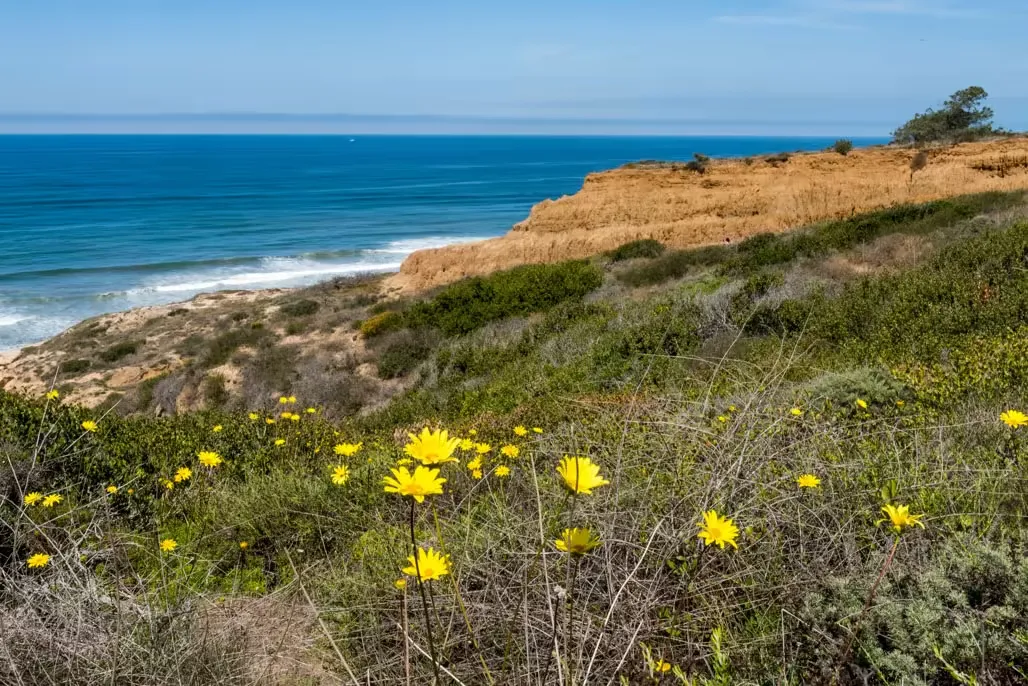 Torrey Pines, San Diego