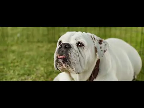 COLDWELL BANKER HOMES FOR DOGS PROJECT – HELPS FINDING ADOPTABLE PETS FOREVER HOMES